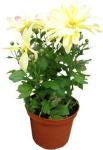 Chrysanthemum Plant