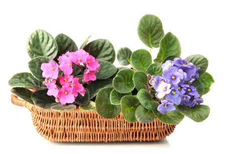 You are Turning Violet