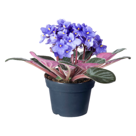 Violet Plant