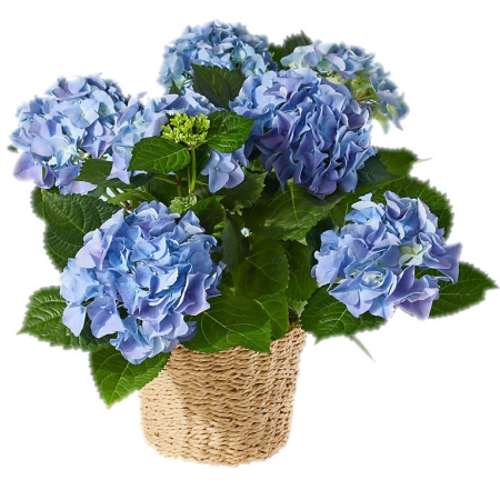 Basket of Hope Hydrangea