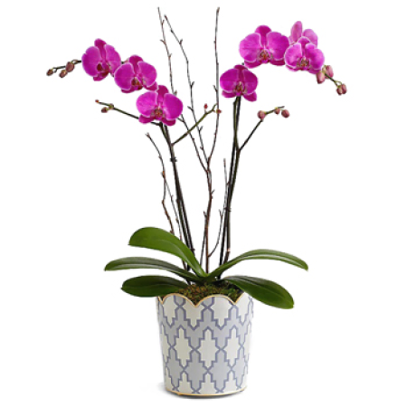 Beau Séjour Orchid